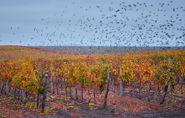 Birds in vineyard resize